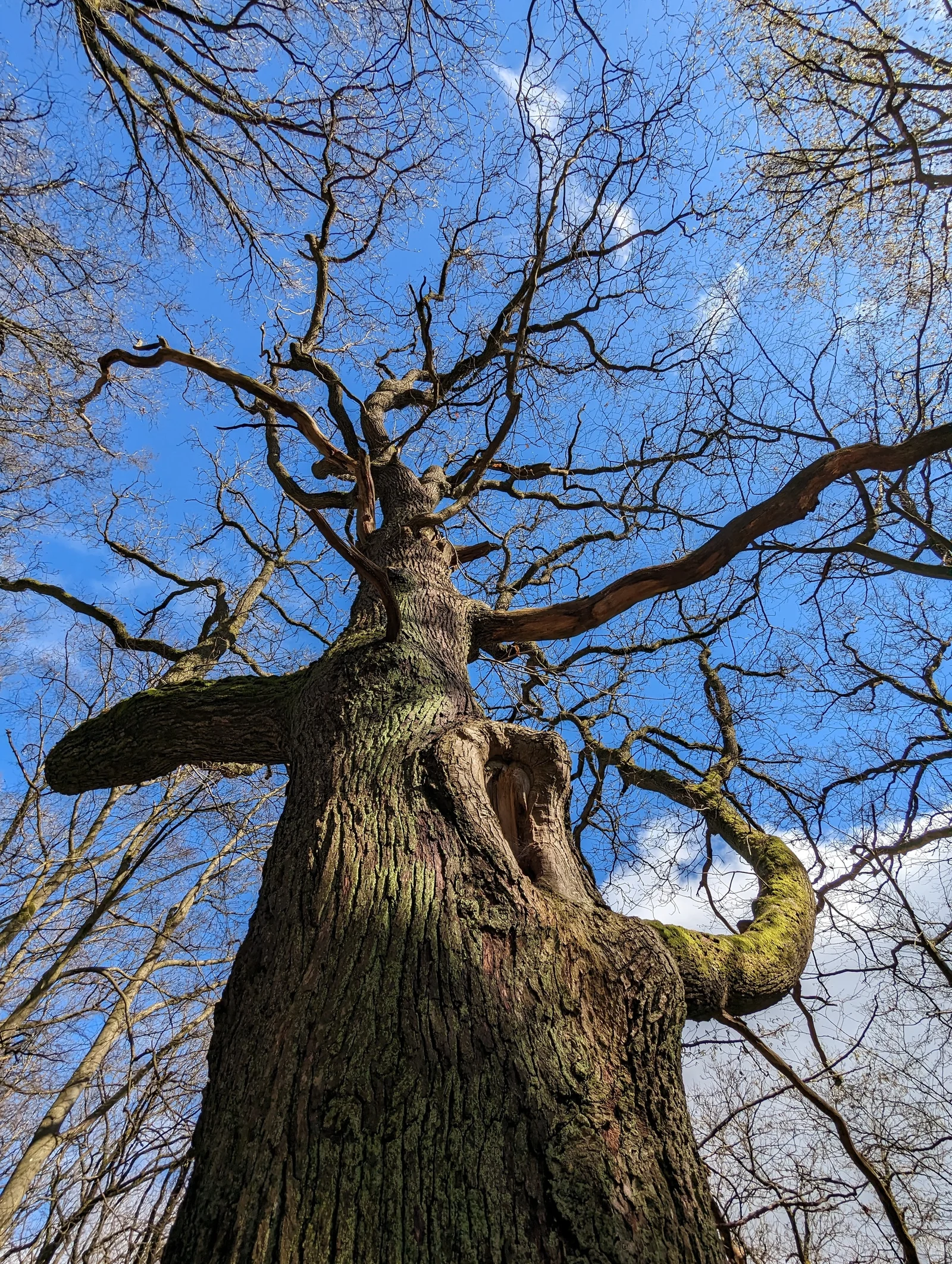 Blick an einem knorrigen Baumstamm hinauf in die kahlen Äste vor leuchtend blauem Himmel.