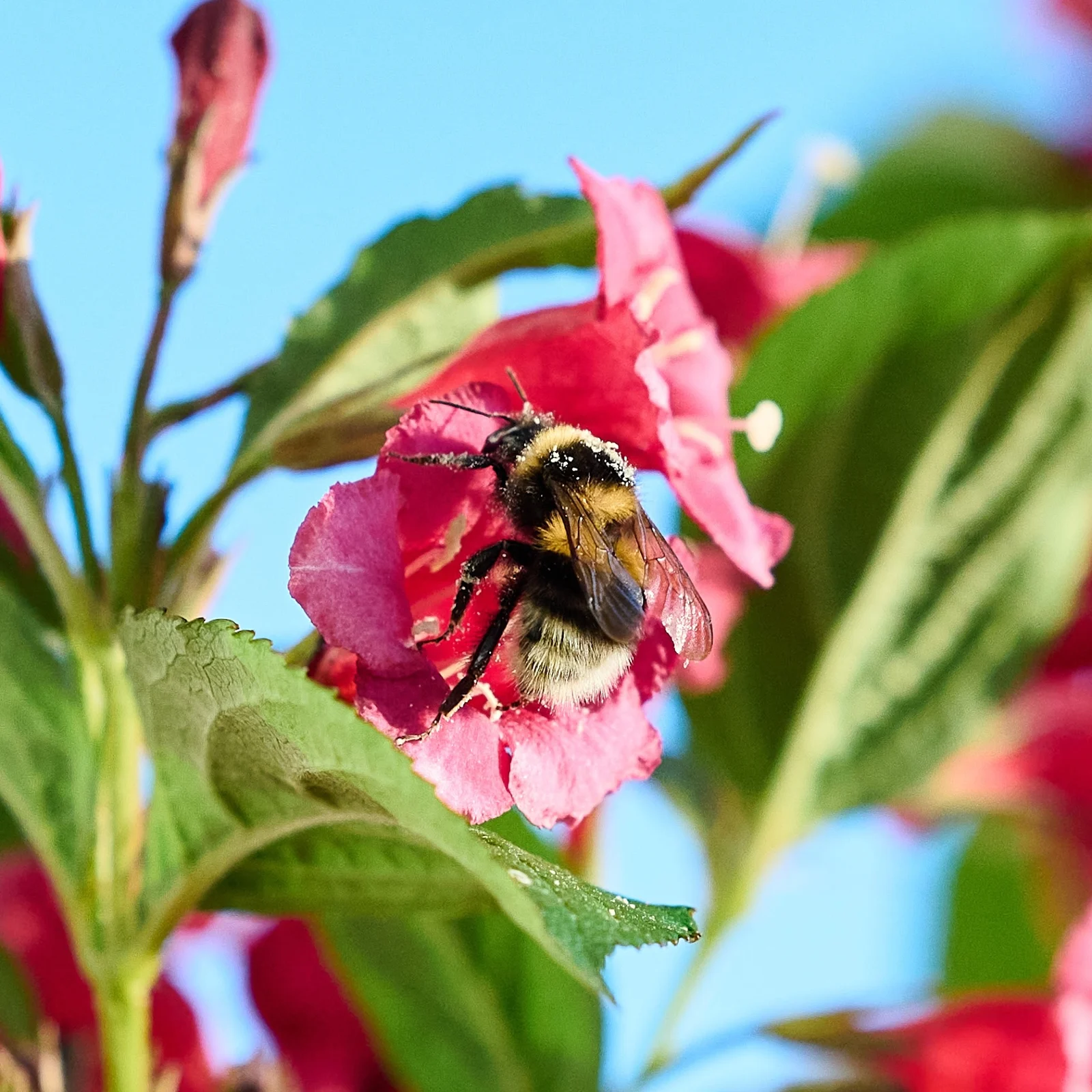 Hummel auf einer leuchtend pinken Blüte vor einem unscharfen Hintergrund in Blau und Grün.