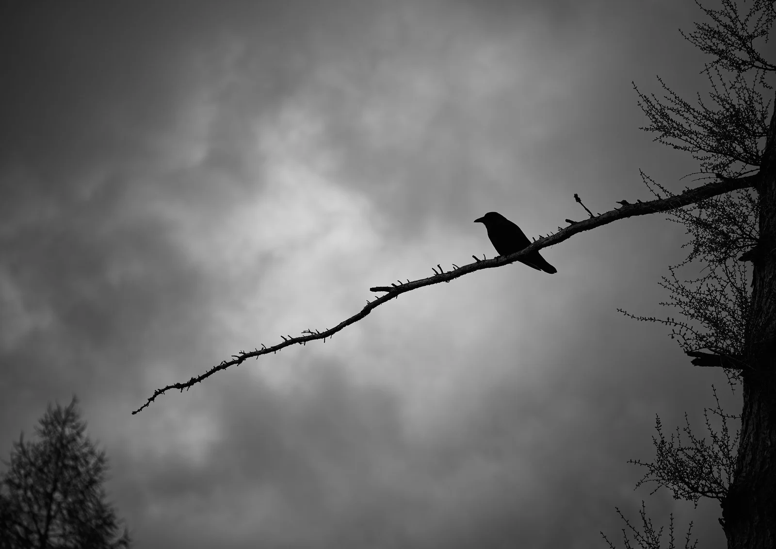 Dunkler Vogel auf einem diagonal verlaufenden Ast vor einem hellgrauen Himmel.