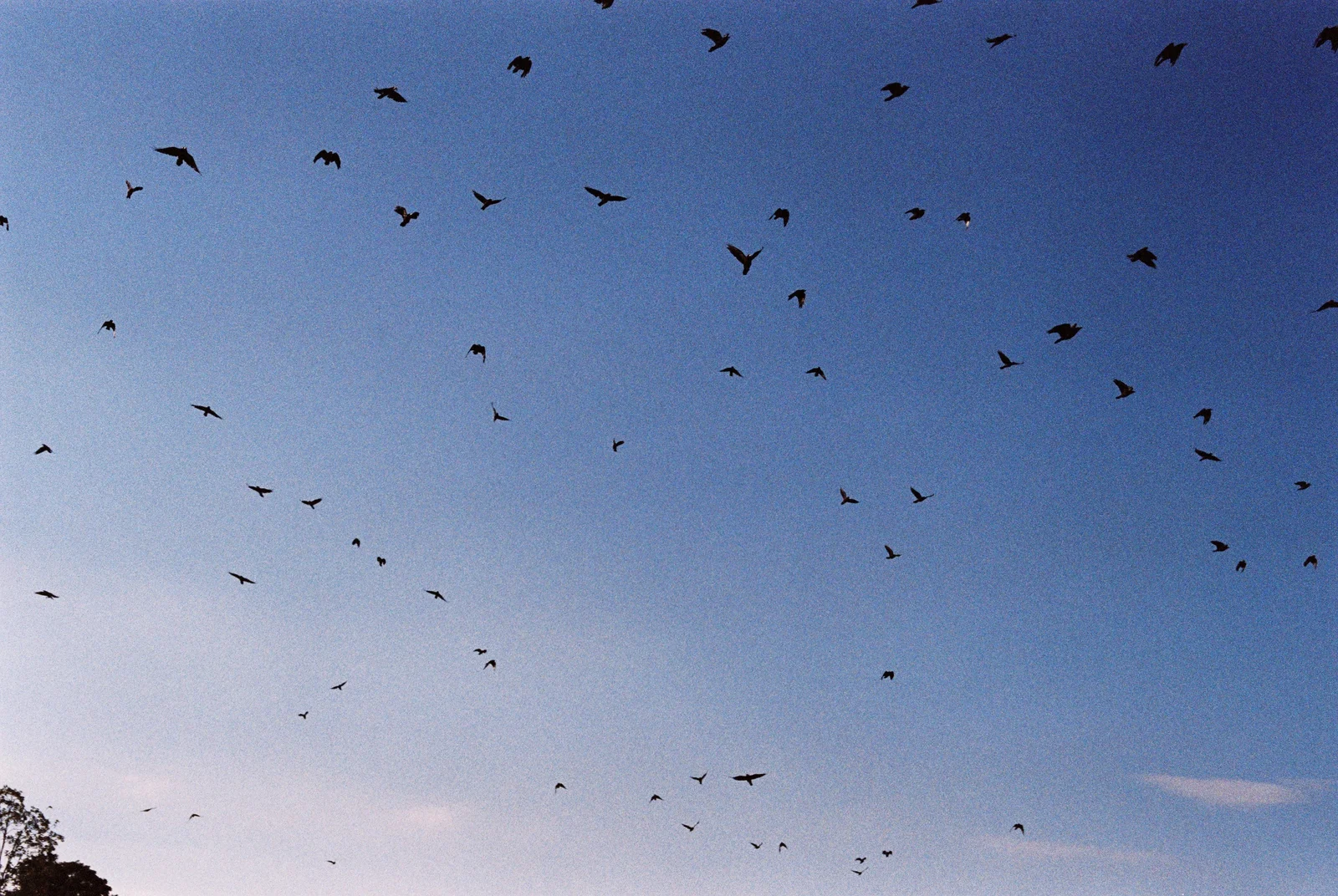 Ein Schwarm dunkler Vögel verteilt sich über einen blauen Himmel mit zarten rosafarbenen Tönen und sichtbarer Filmkörnung.