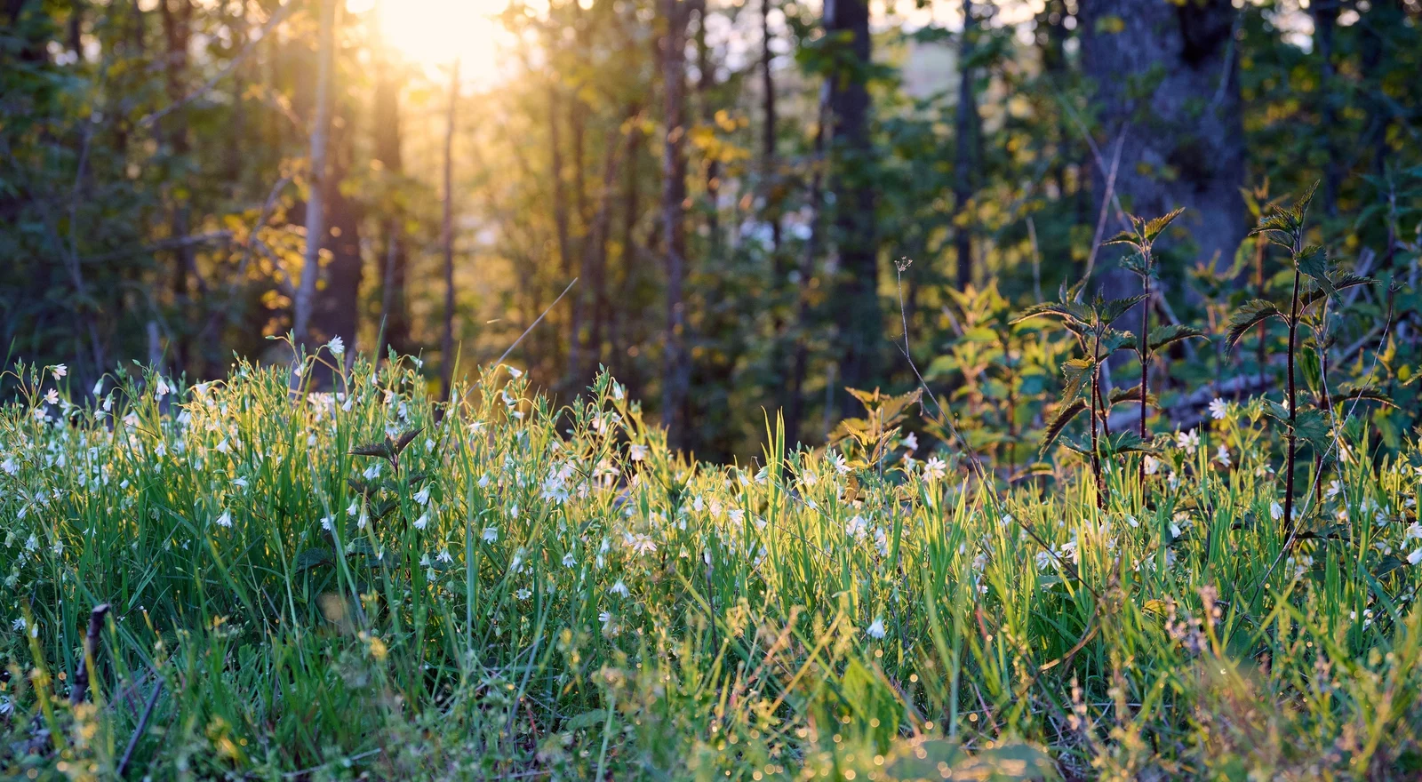 Kleine weiße Blüten und Gräser auf dem Waldboden im warmen Licht der tief stehenden Sonne.