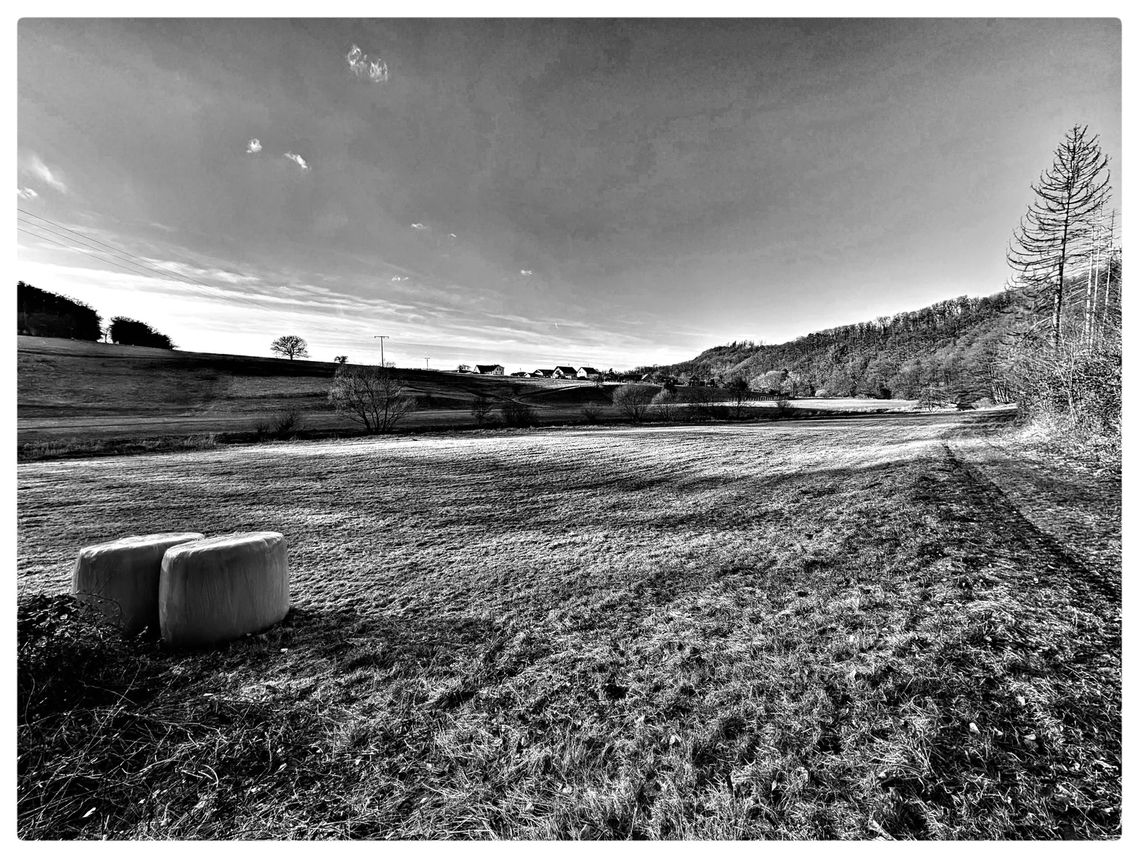 Wiese und Felder mit hellen Ballen, dunklem Waldrand und einer hohen kahlen Baumkrone unter weitem Himmel in Schwarzweiß.
